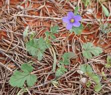 Image of Australian stork's bill