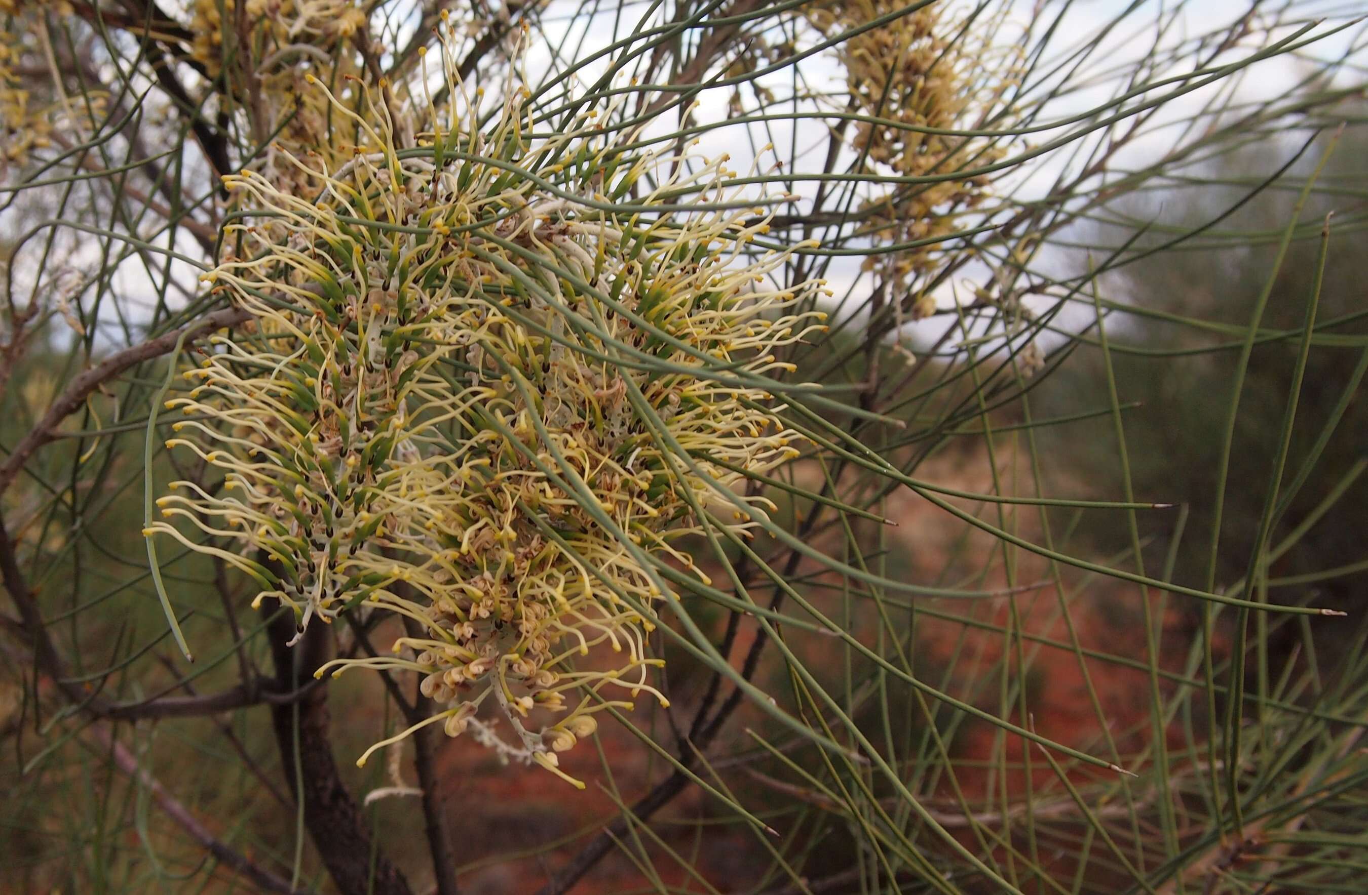 Image of Bootlace oak