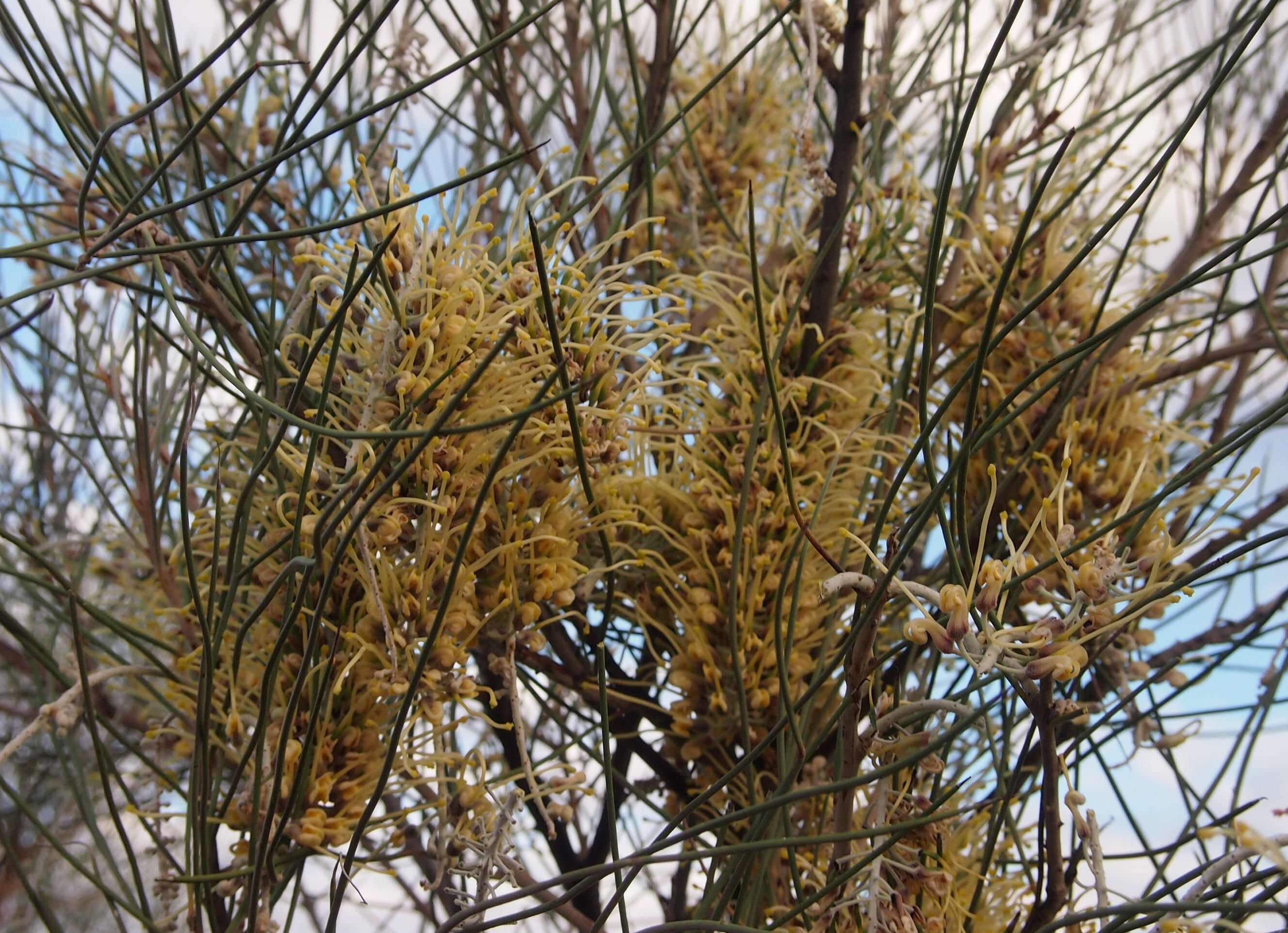 Image de Hakea lorea (R. Br.) R. Br.