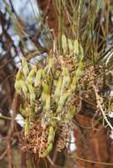 Image de Hakea lorea (R. Br.) R. Br.