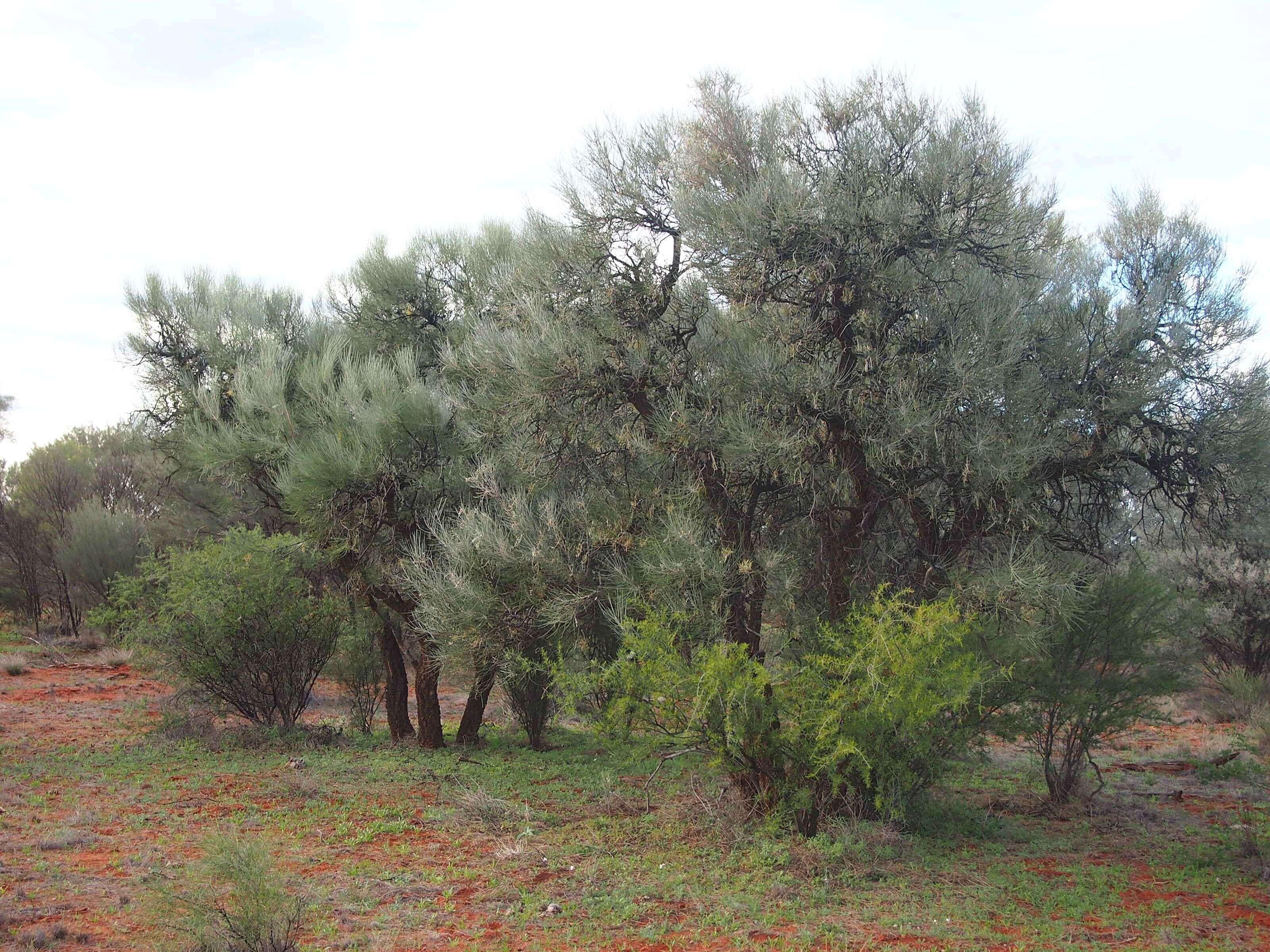 Image of Bootlace oak