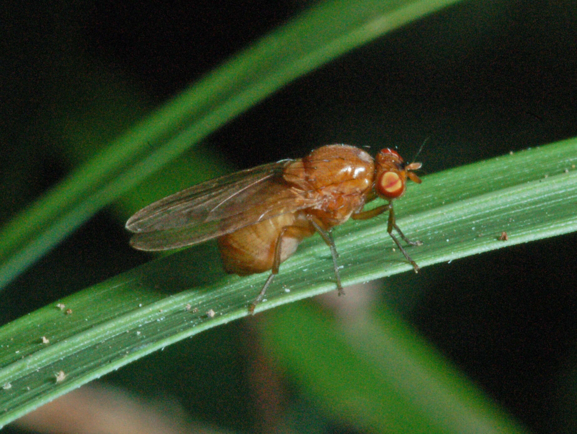 Image of Sapromyza halidayi Shatalkin 2000
