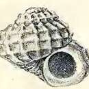 Image of Liotia romalea Melvill & Standen 1903