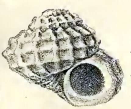 Image of Liotia romalea Melvill & Standen 1903