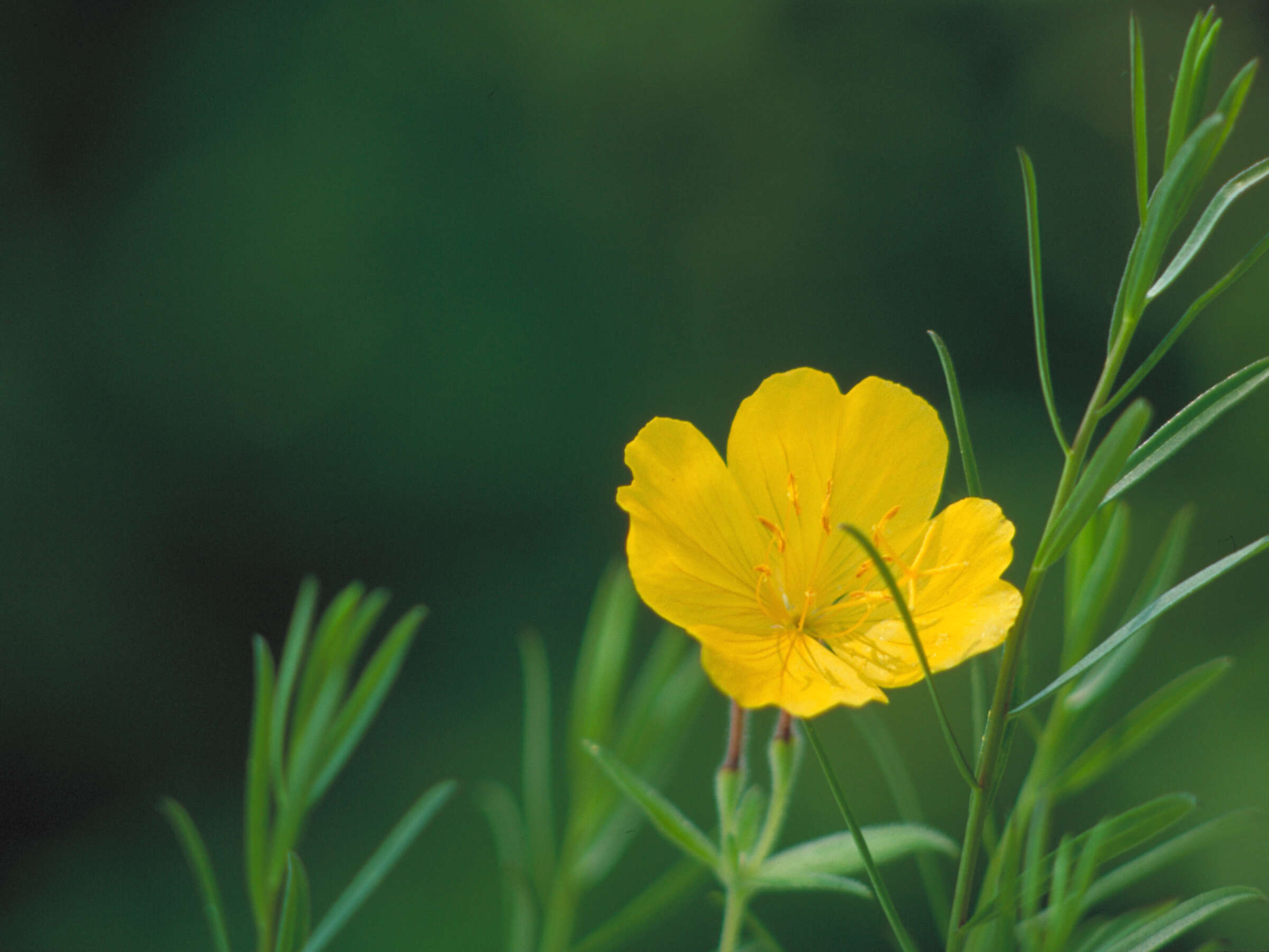 Imagem de Oenothera fruticosa L.