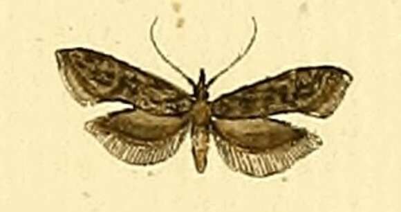 Image of Carpatolechia notatella Hübner (1813)