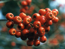 Image de Sorbus decora (Sarg.) Schneid.