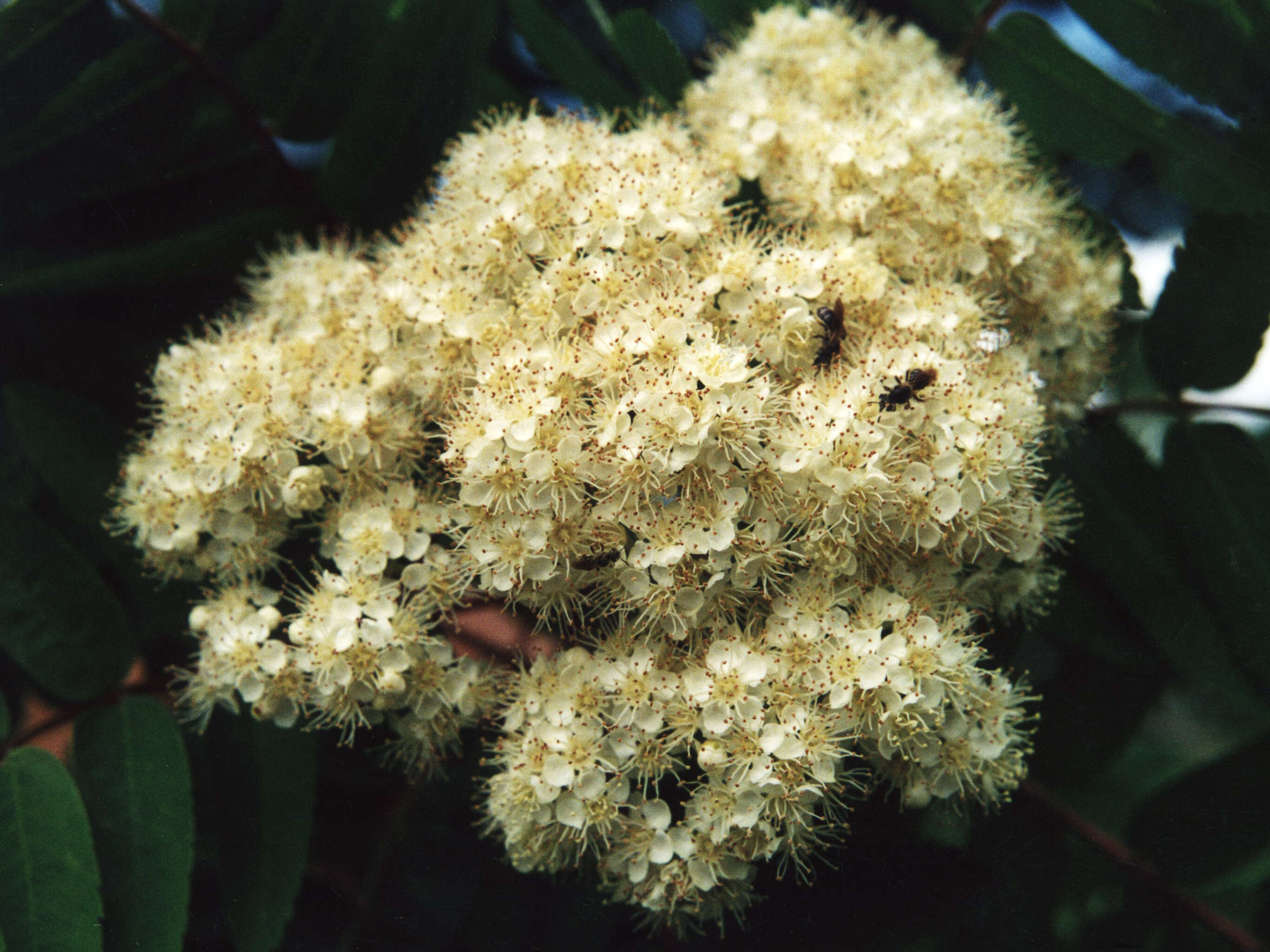 Image of northern mountain ash