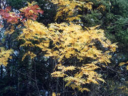 Image de Sorbus decora (Sarg.) Schneid.