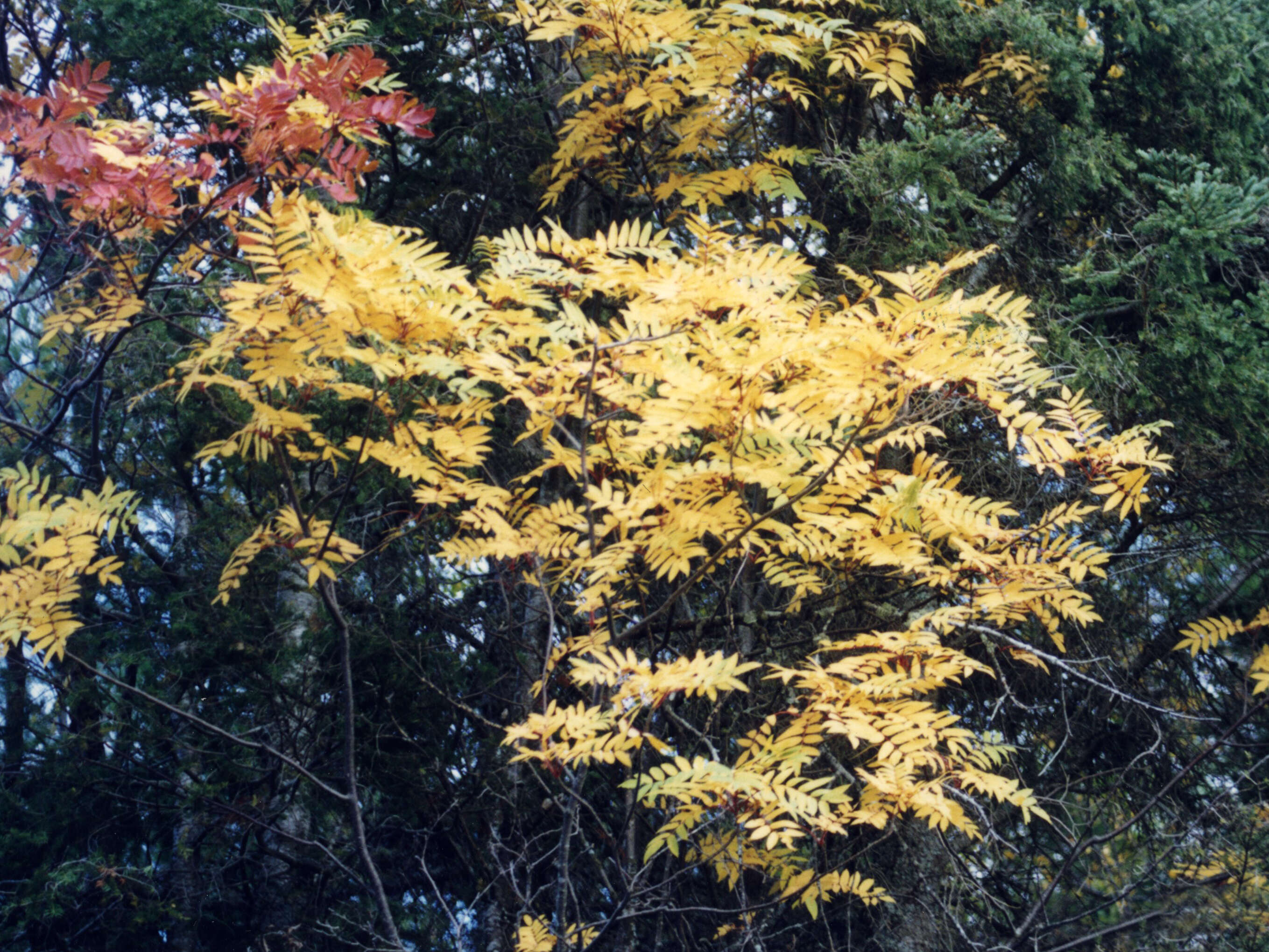 Image of northern mountain ash