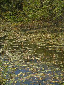 Image of Drifting Sword Plant