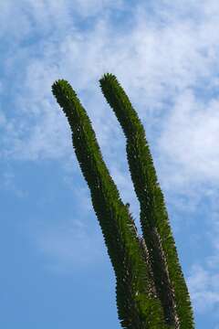 Image of Madagascan ocotillo