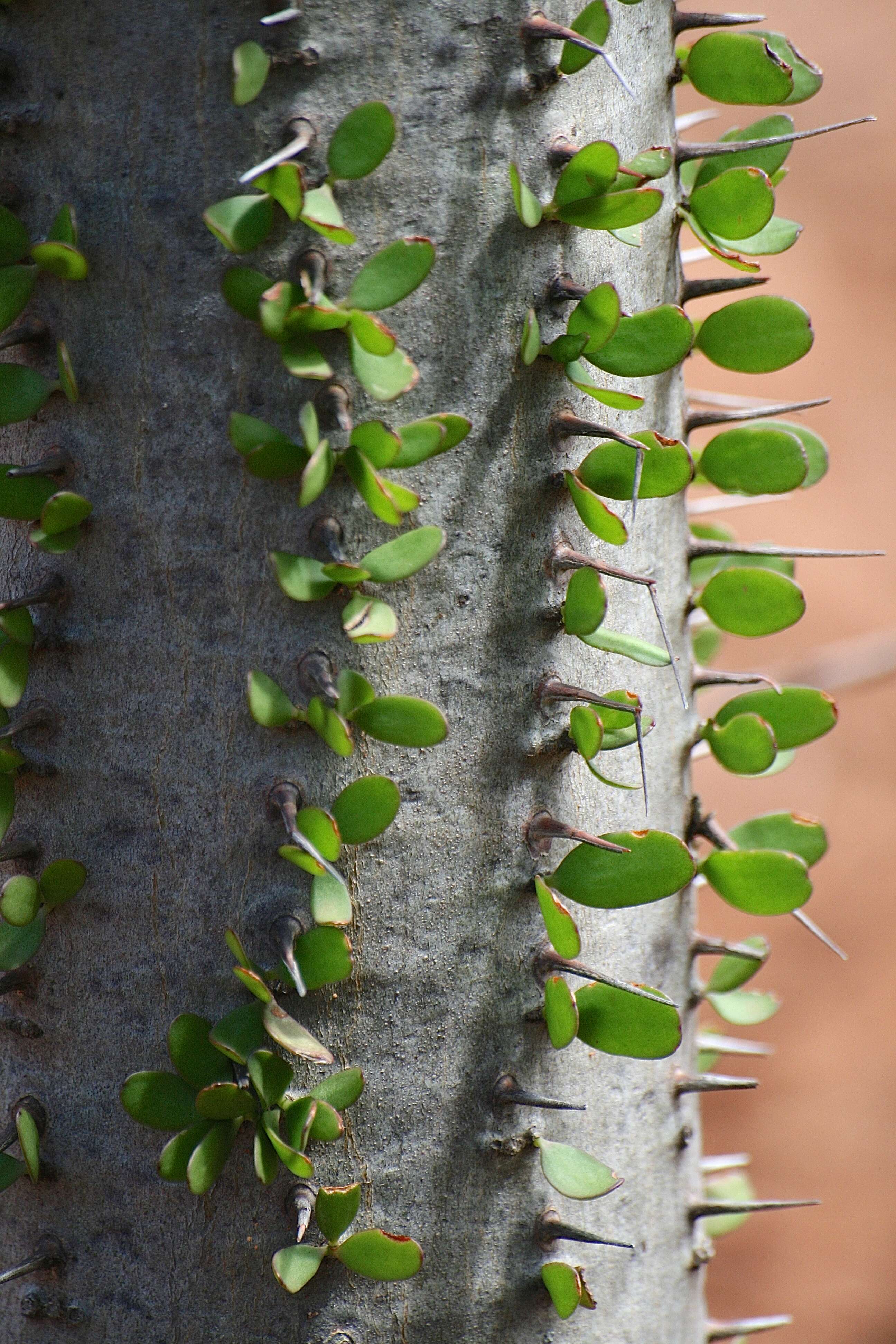 Image of Madagascan ocotillo