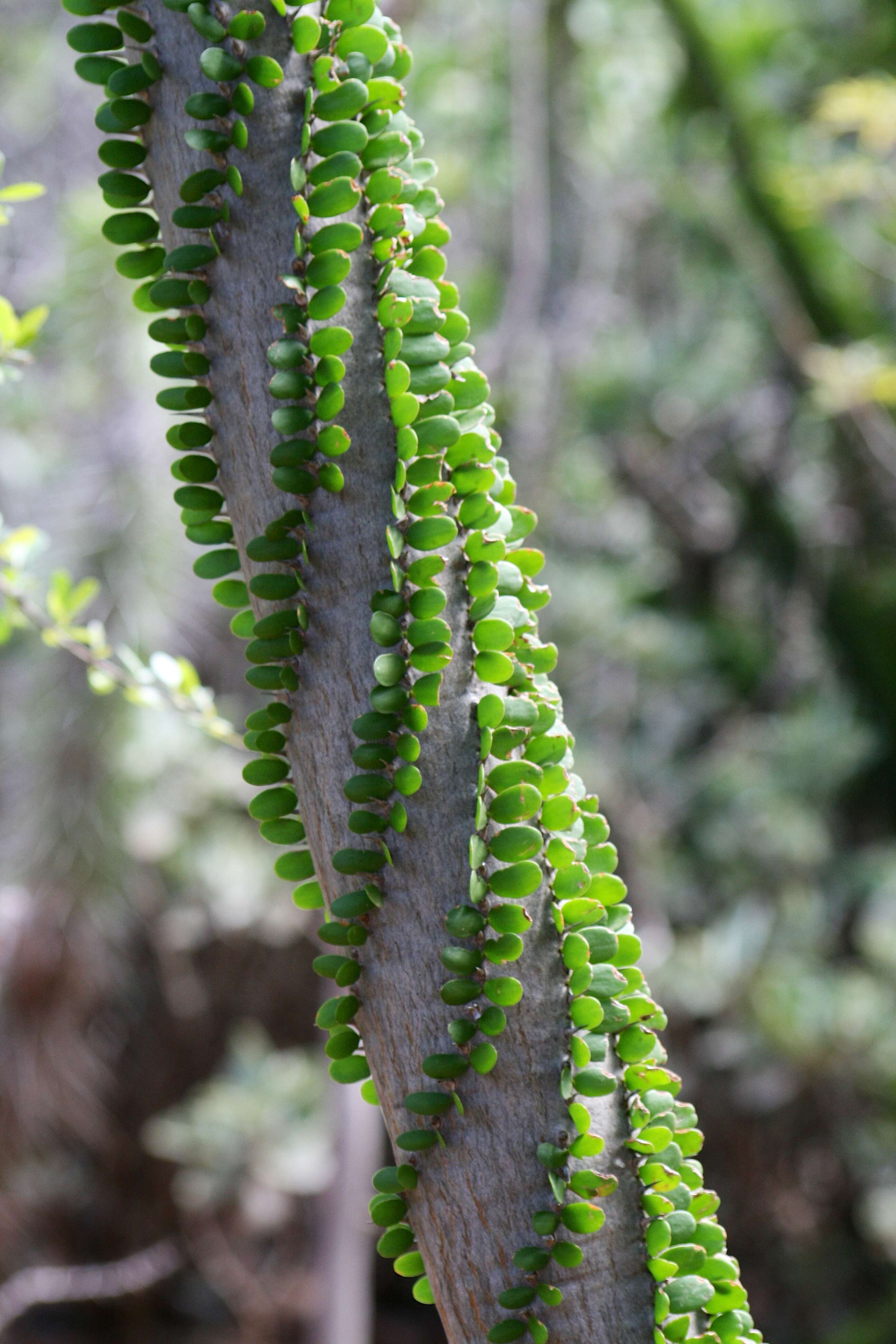 Image of Madagascan ocotillo