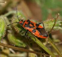 Image of black & red squash bug