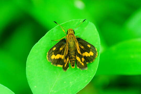 Image of Taractrocera archias Felder & Felder 1860