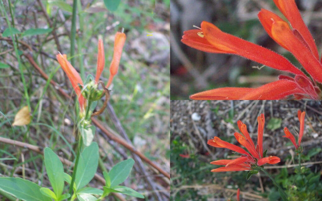 Image of Dicliptera squarrosa Nees