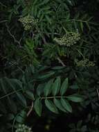 Image of Sambucus australis Cham. & Schltdl.