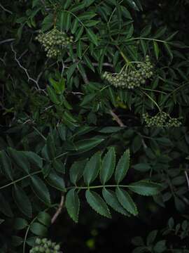 Image of Sambucus australis Cham. & Schltdl.