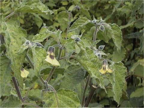 Imagem de Physalis pruinosa L.