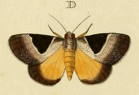 Image of Dichromia sagitta Fabricius 1775