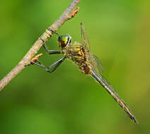 Image of Yellow-spotted Emerald