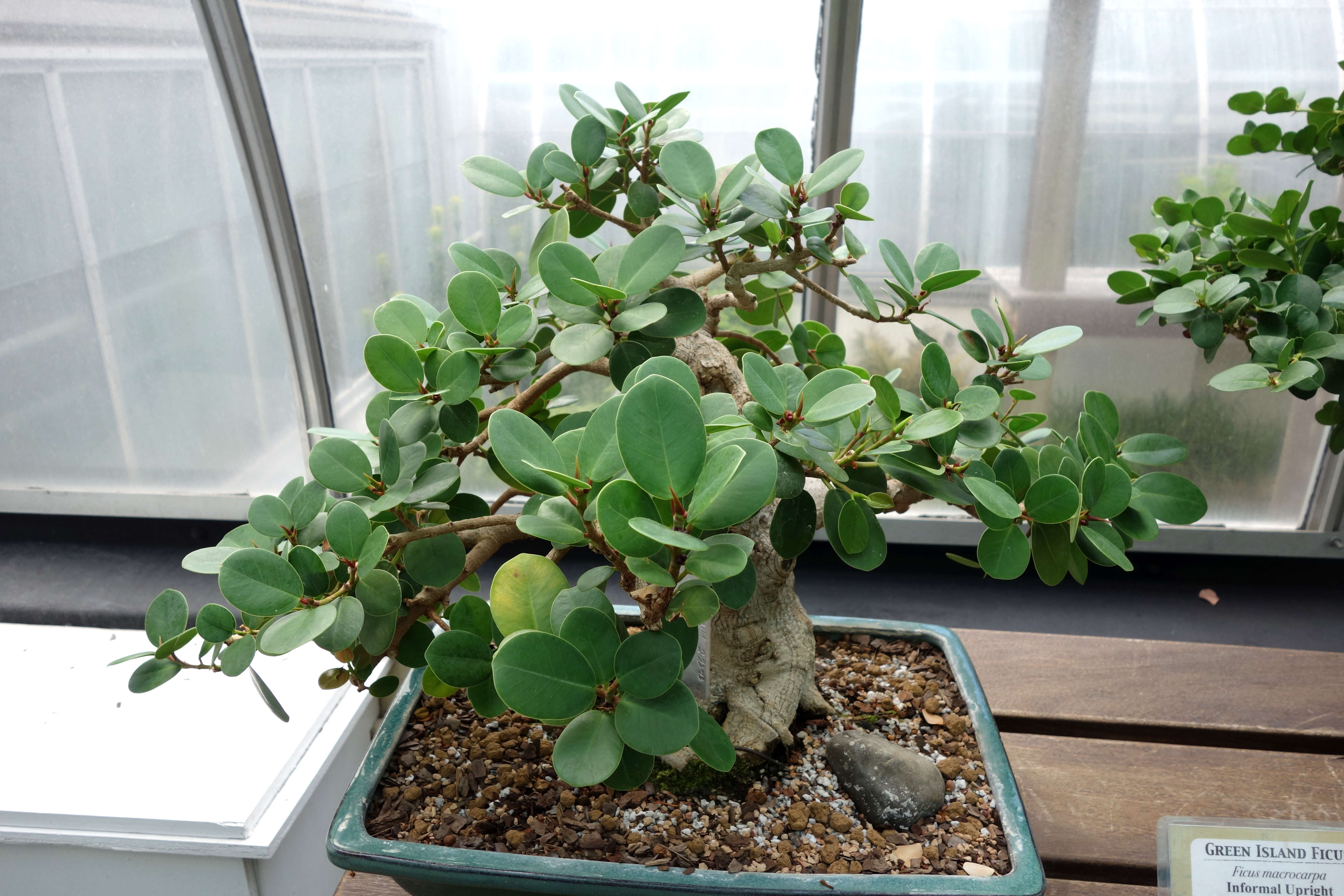 Слика од Ficus punctata Thunb.