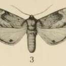 Image of Stemmatophalera semiflava Hampson 1910