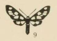 Image of Amata monticola Aurivillius 1909