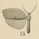 Image of Lobilema