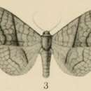 Image of Xanthodesma Aurivillius 1910