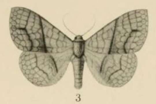 Image of Xanthodesma Aurivillius 1910