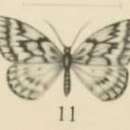 Image of Hypsometra
