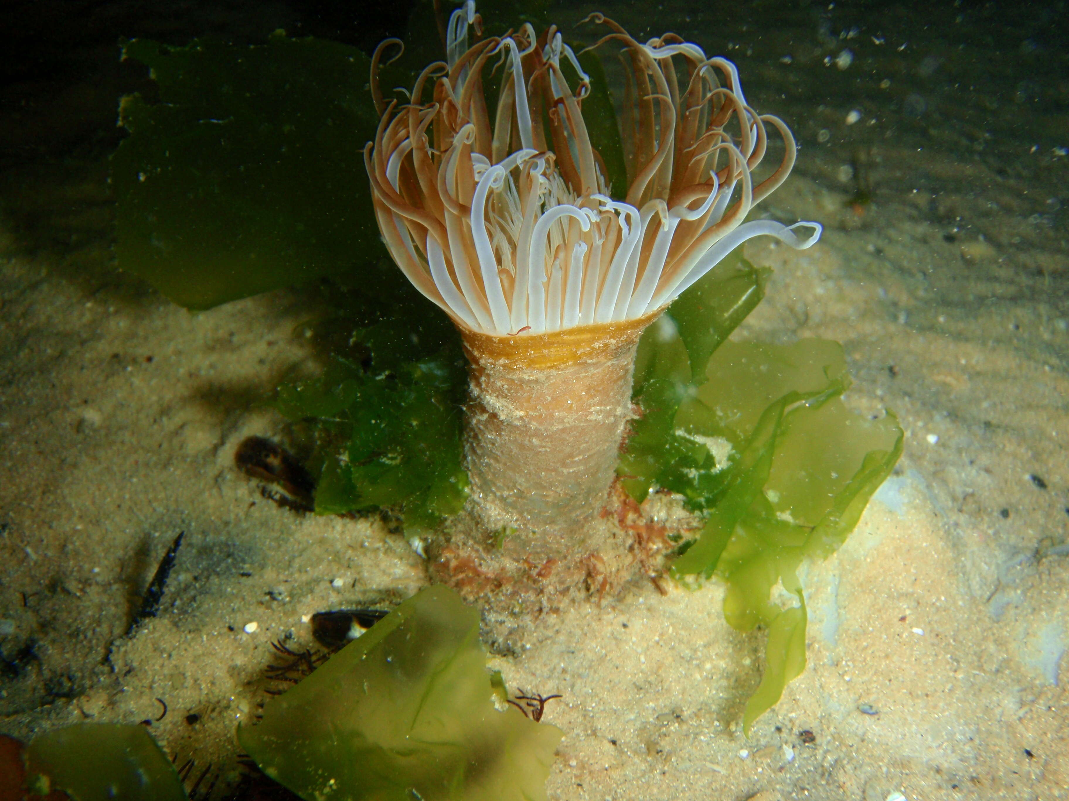 Image of Burrowing anemone