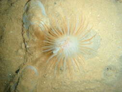 Image of Burrowing anemone