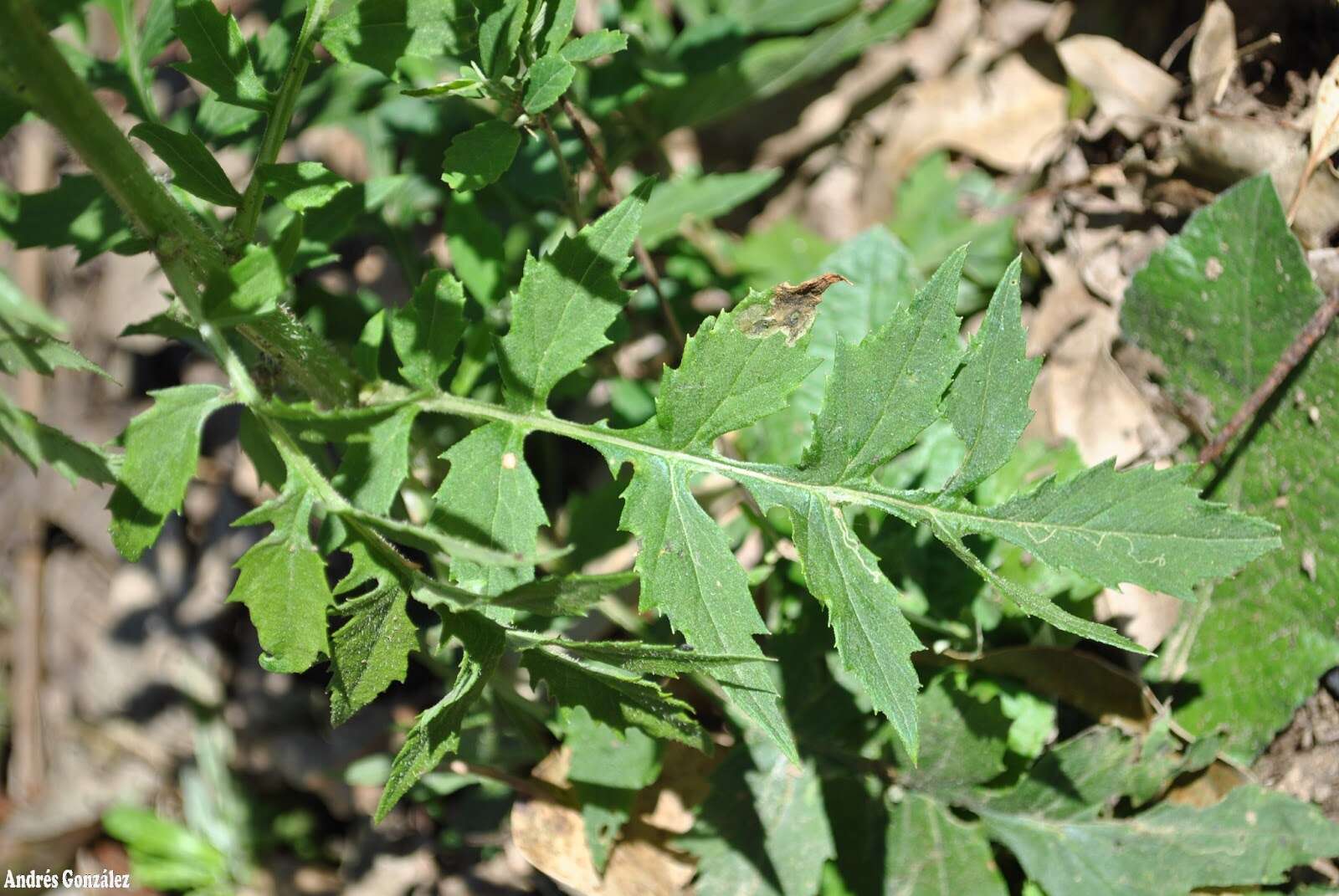 صورة Erechtites valerianifolius (Wolf ex Rchb.) DC.