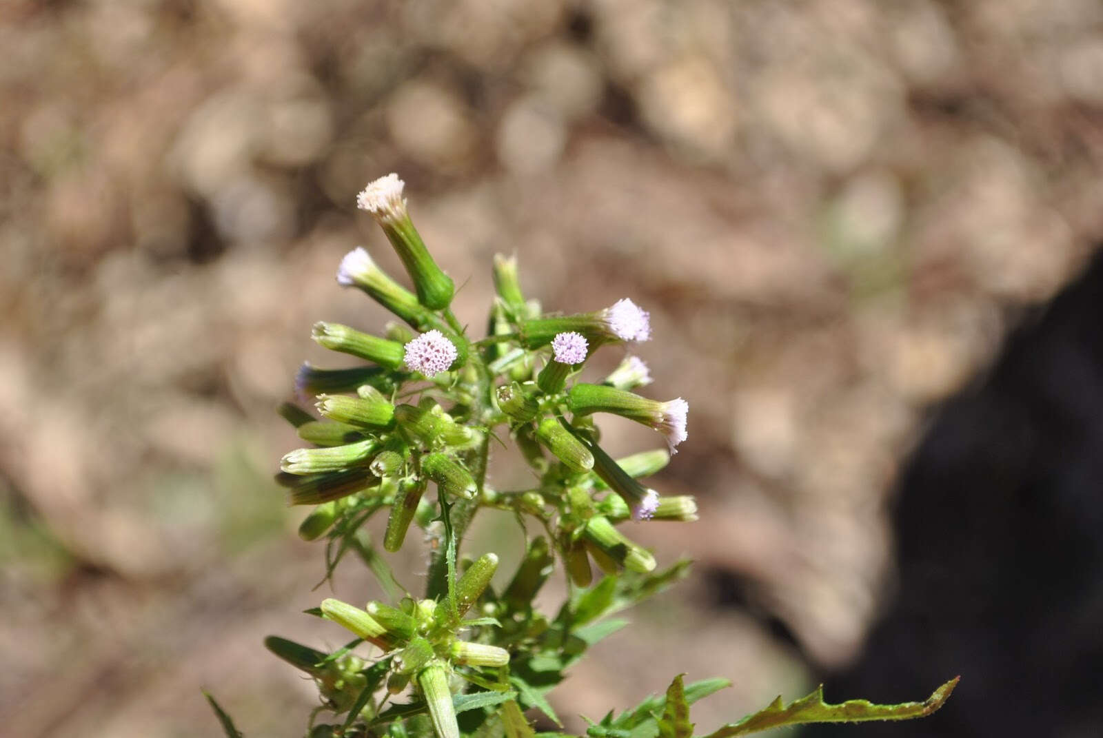 صورة Erechtites valerianifolius (Wolf ex Rchb.) DC.