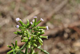 صورة Erechtites valerianifolius (Wolf ex Rchb.) DC.