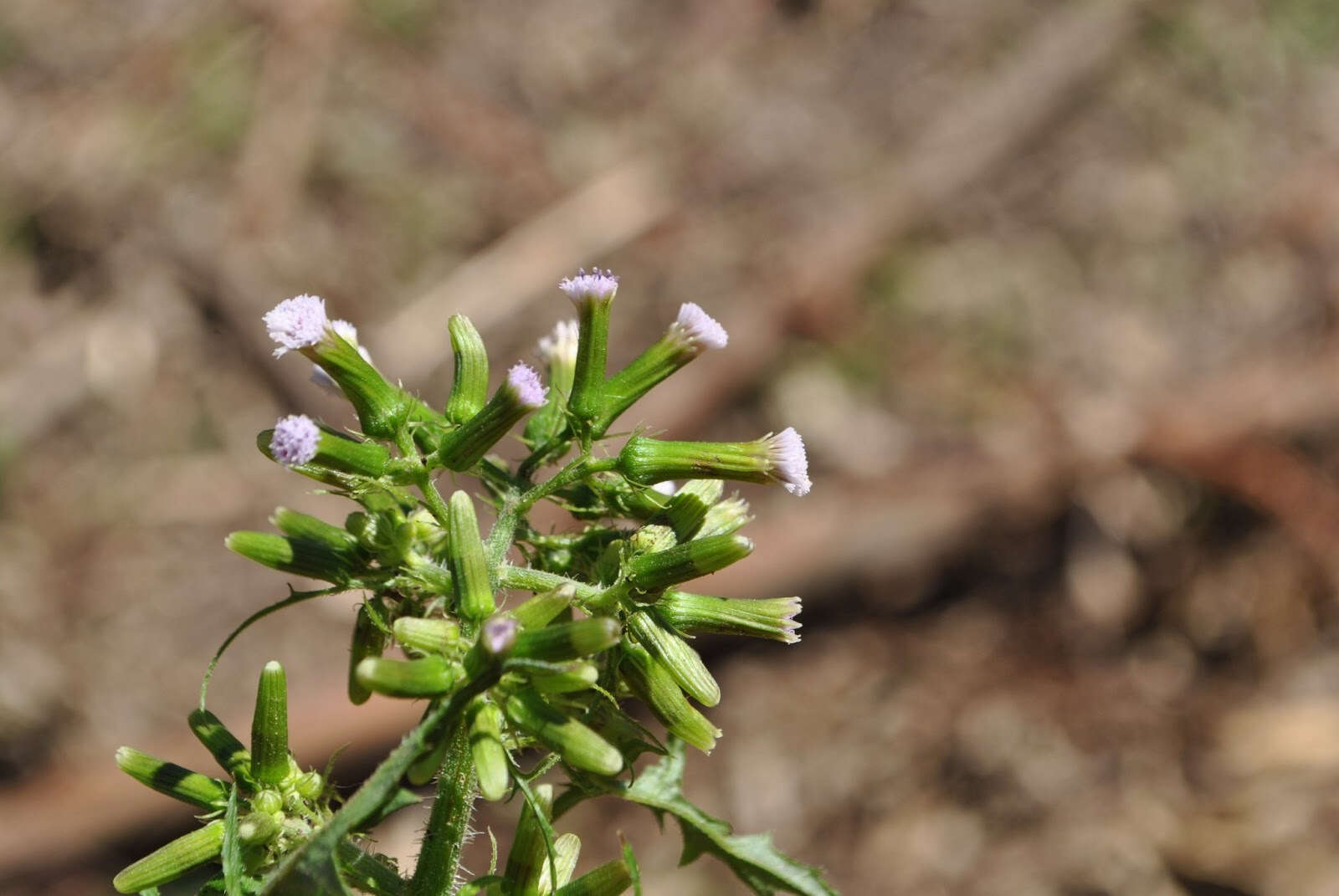 صورة Erechtites valerianifolius (Wolf ex Rchb.) DC.