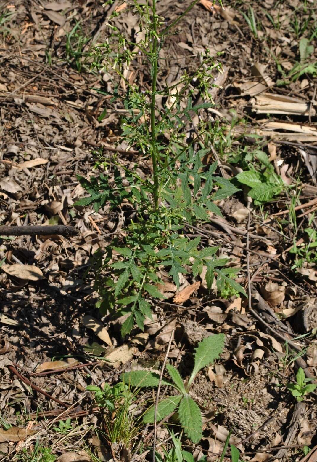 صورة Erechtites valerianifolius (Wolf ex Rchb.) DC.