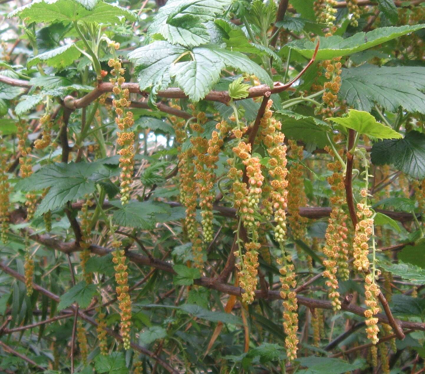 Image of Ribes magellanicum Poir.