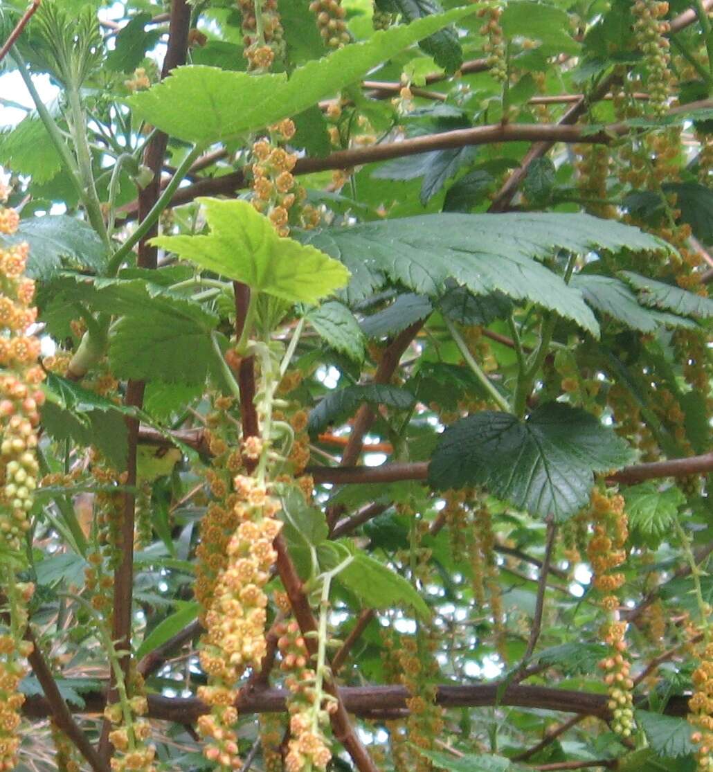 Image of Ribes magellanicum Poir.