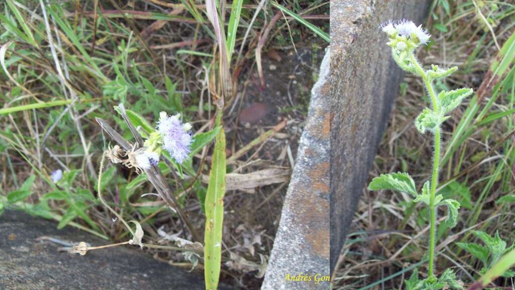 Plancia ëd Eupatorium chinense L.