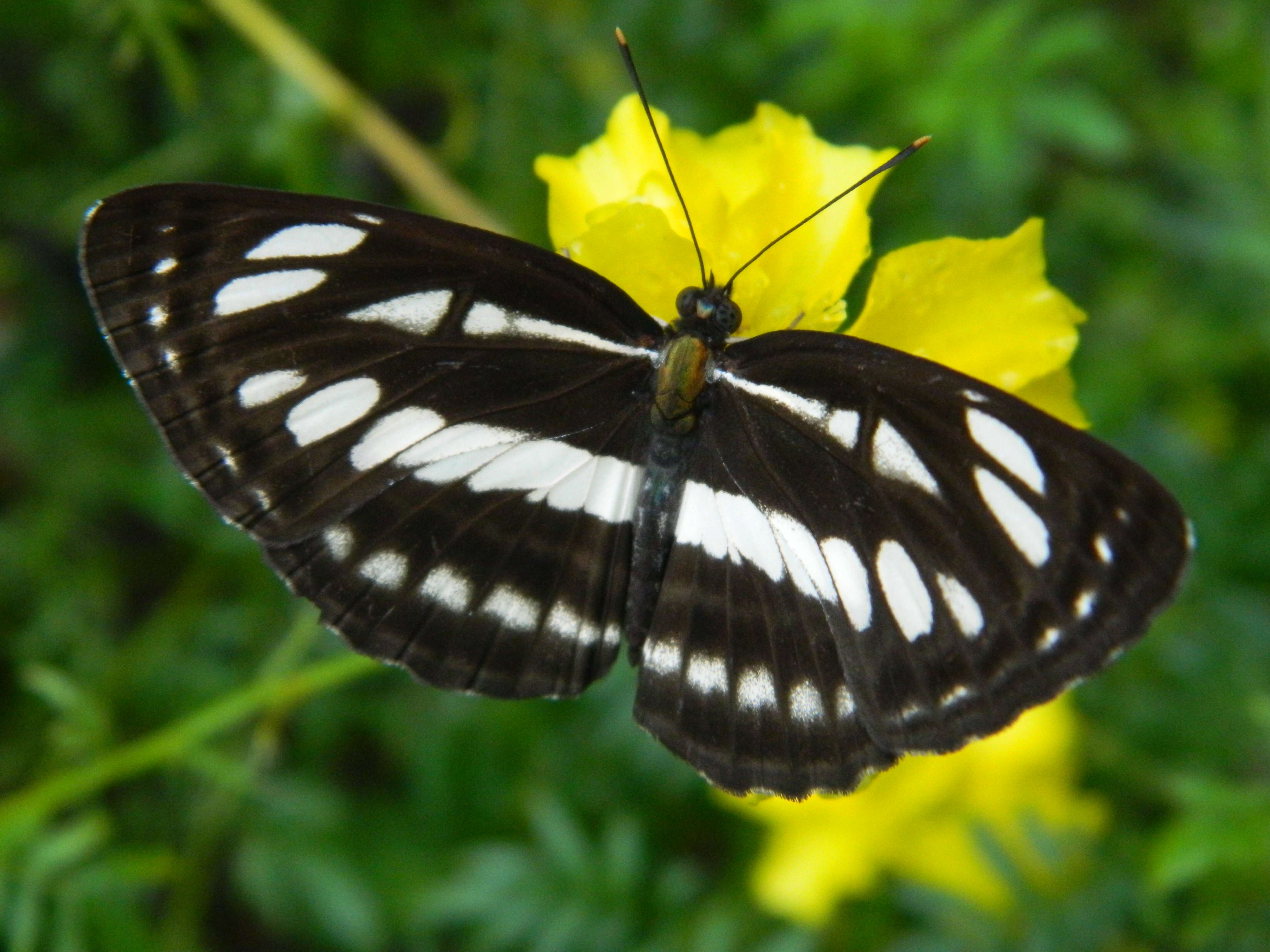 Слика од Phaedyma columella Cramer 1782