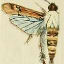 Image of Melittia haematopis Fawcett 1916