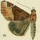 Image of Giria pectinicornis Bethune-Baker 1909