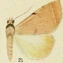 Image of Ctenusa curvilinea Hampson 1913