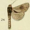 Lebedodes naevius Fawcett 1916的圖片