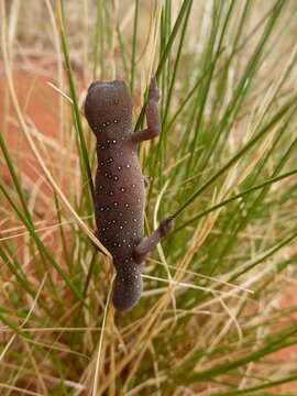 Image of Jewelled Gecko