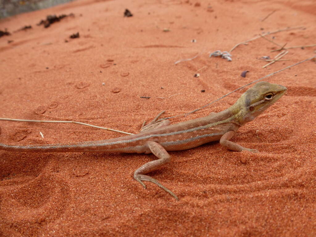 Image of Canegrass Two-line Dragon